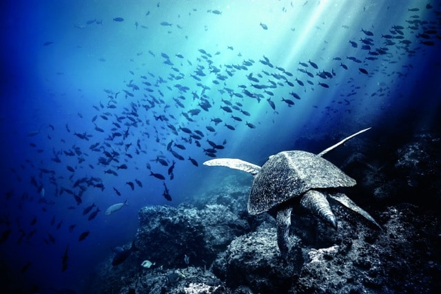 IWC HELPS RAISE FUNDS FOR CHARLES DARWIN FOUNDATION_2