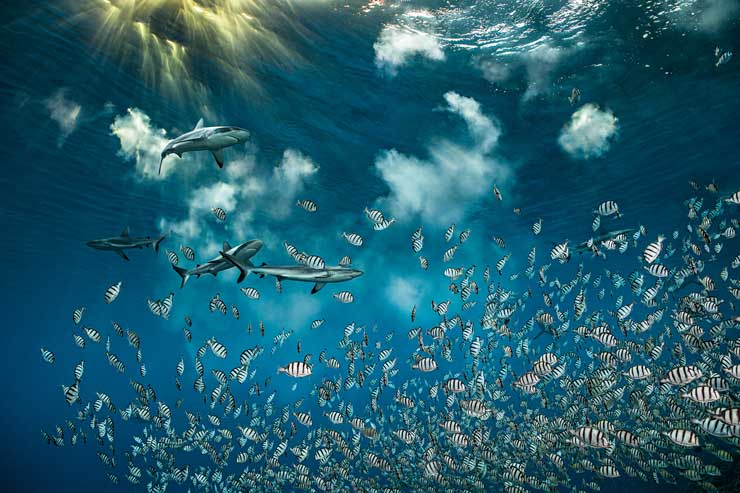 740.1 Blancpain x PADI, Blancpain Ocean Commitment, World Oceans Day 2022