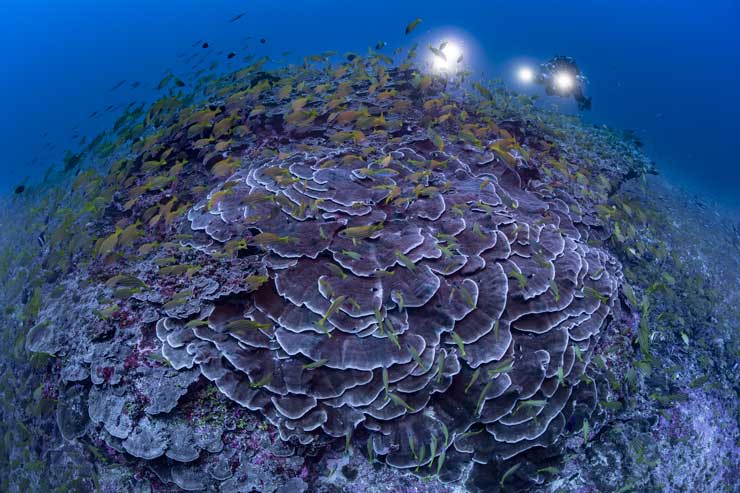 740.2 Blancpain Ocean commitment , PADI, World Oceans Day 2022