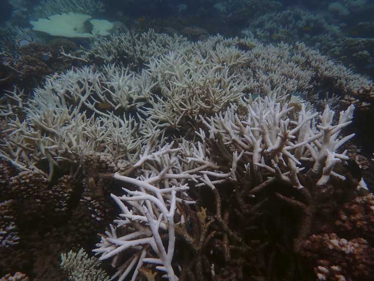 740.r1 great barrier reef c