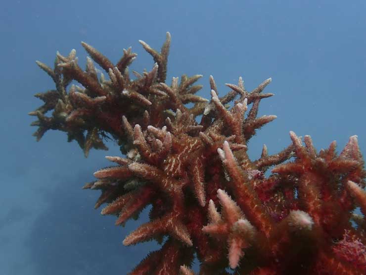 740.r2 great barrier reef h